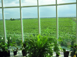 Image showing window of the office and field