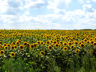 Image showing Field with sunflowers