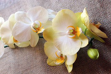 Image showing branch of a blossoming yellow orchid on sacking