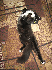 Image showing black cat lolling about on the carpet