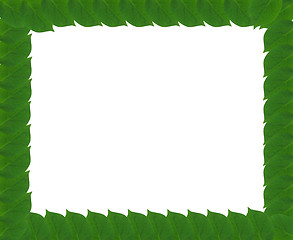 Image showing Green square frame from leaves