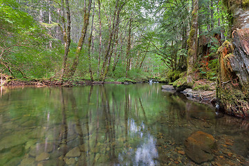 Image showing Falls Creek Forest