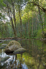 Image showing Falls Creek in Gifford Pinchot National Forest