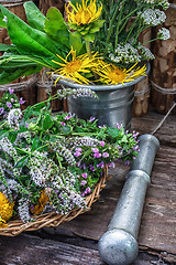 Image showing Peppermint is perennial herbaceous plant