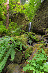 Image showing Mossy Grotto Falls in Spring