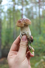 Image showing Beautiful and little cep in the hand