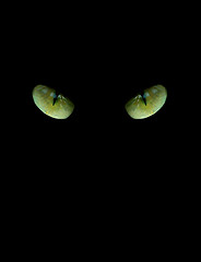 Image showing eyes of cat on the black background