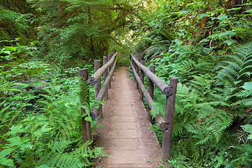 Image showing Wood Bridge in Sweet Creek Falls Hiking Trail