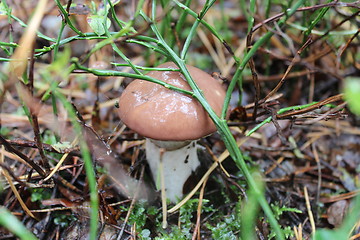 Image showing nice mushroom of Suillus