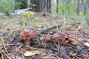 Image showing Beautiful mushroom of Boletus badius