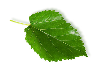 Image showing Single green leaf mulberry