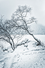 Image showing Forest with snow Bavaria