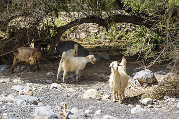 Image showing Sheep Oman