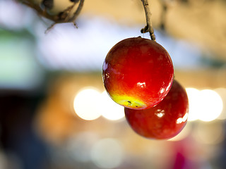 Image showing Apple decoration Christmas Market