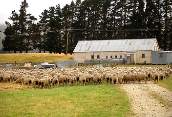 Image showing Sheep farm in New Zealand