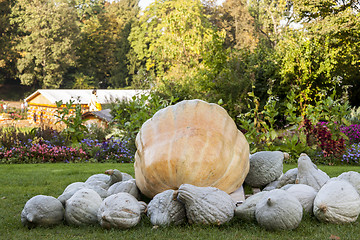 Image showing Cucurbita Maxima Giant Pumpkin cucurbita pumpkin pumpkins from a