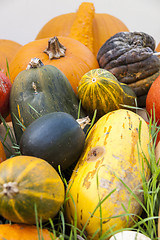 Image showing Different maxima and pepo cucurbita pumpkin pumpkins from autumn