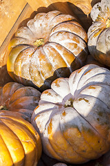 Image showing Muscade de Provence cucurbita pumpkin pumpkins from autumn harve