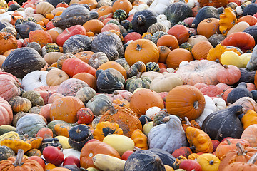 Image showing Different maxima and pepo cucurbita pumpkin pumpkins from autumn