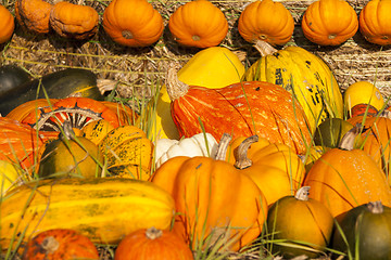 Image showing Different maxima and pepo cucurbita pumpkin pumpkins from autumn