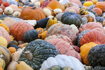 Image showing Different maxima and pepo cucurbita pumpkin pumpkins from autumn