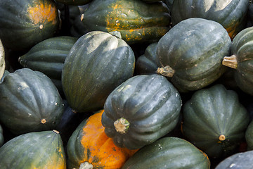 Image showing Mesa Queen Eichelkürbis Winterhorn cucurbita pumpkin pumpkins f