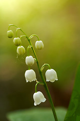 Image showing lily of the valley