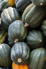 Image showing Mesa Queen Eichelkürbis Winterhorn cucurbita pumpkin pumpkins f