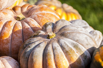 Image showing Muscade de Provence cucurbita pumpkin pumpkins from autumn harve