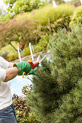 Image showing Close Up of Hands Trimming Grass with Clippers