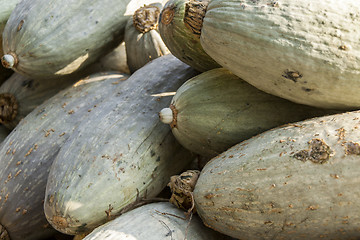 Image showing Blue banana grey banana cucurbita pumpkin pumpkins from autumn h