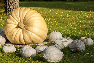 Image showing Cucurbita Maxima Giant Pumpkin cucurbita pumpkin pumpkins from a