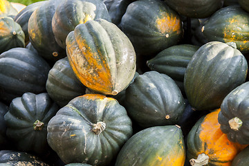 Image showing Mesa Queen Eichelkürbis Winterhorn cucurbita pumpkin pumpkins f