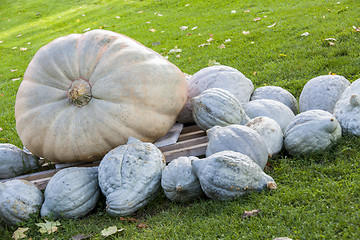 Image showing Cucurbita Maxima Giant Pumpkin cucurbita pumpkin pumpkins from a