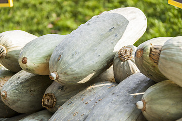 Image showing Blue banana grey banana cucurbita pumpkin pumpkins from autumn h