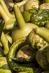 Image showing Kalebassenkürbirs cucurbita pumpkin pumpkins from autumn harves