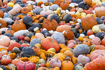 Image showing Different maxima and pepo cucurbita pumpkin pumpkins from autumn