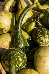 Image showing Kalebassenkürbirs cucurbita pumpkin pumpkins from autumn harves