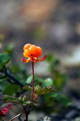 Image showing cloudberry