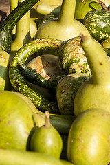 Image showing Kalebassenkürbirs cucurbita pumpkin pumpkins from autumn harves