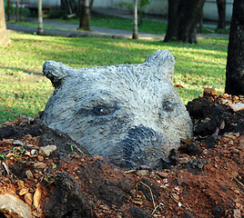 Image showing Wombat