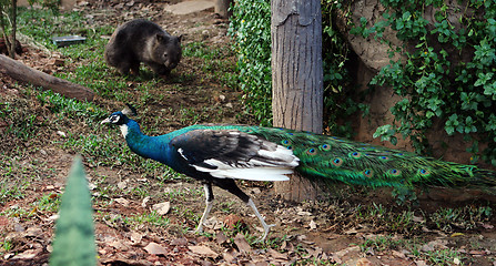 Image showing Wombat and a peacock.