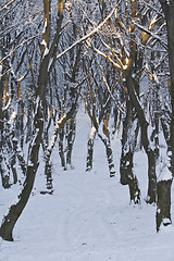 Image showing Forest in winter