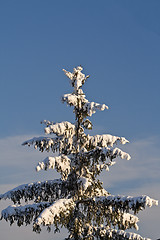 Image showing Fir tree in winter
