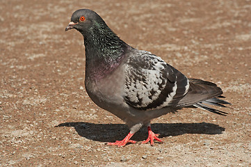 Image showing pigeon