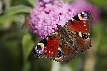 Image showing peacock butterfly