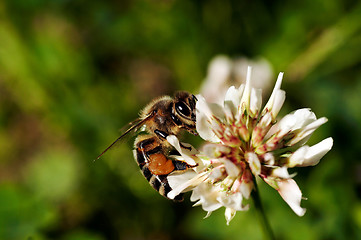 Image showing bee on white clover