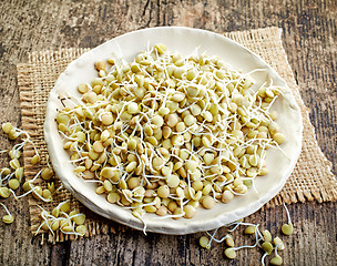 Image showing sprouted lentil seeds