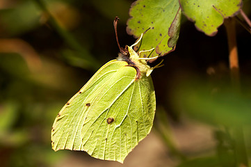 Image showing brimstone butterfly