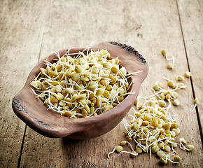 Image showing sprouted lentil seeds